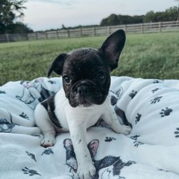 Buttercup - Brindle and white female French Bulldog puppy in Pembroke, Kentucky from Presidential Frechies