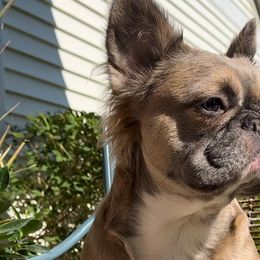 Celine - French Bulldog