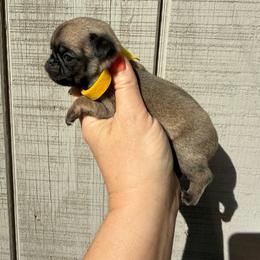 Elenora - Fawn female Pug puppy in Ludowici, Georgia from Royal Destiny Kennels