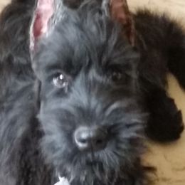 Airedale Terriers and Giant Schnauzers from Tailwind Kennel