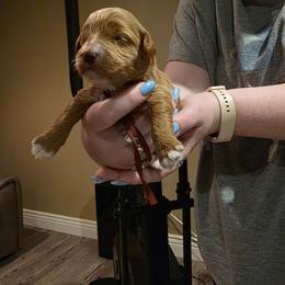 Ember - Parti female Goldendoodle puppy in Layton, Utah from Lauralyn's Goldendoodles
