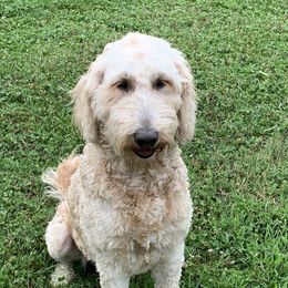 Phoebe  - Goldendoodle