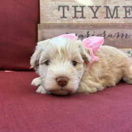 Rosemary - Wheaten female Miniature Schnauzer puppy in Hemet, California from Journee Home Mini Schnauzers