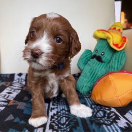 Cruz - Red  male Goldendoodle puppy in Pine Grove, California from Lundee Doodles