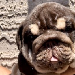 Bulldogs from Let it Ride Bulldogs