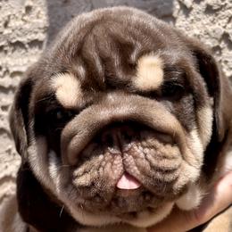 Bulldogs from Let it Ride Bulldogs