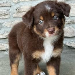 Annie - Red tri female Miniature Australian Shepherd puppy in Cunningham, Tennessee from Copper Creek Aussies