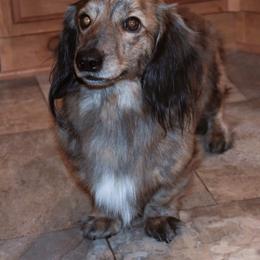 Palo - Dachshund