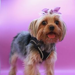 Aura - Yorkshire Terrier