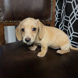 Gabby - Red female Dachshund puppy in Buckeye, Arizona from AZ Dachshund Proud
