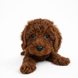 Ollie - Red  male Goldendoodle puppy in Warrensburg, Missouri from Supreme Doodles