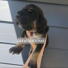 Blossom - Black female Great Dane puppy in Port Clinton, Ohio from LakeSide Danes