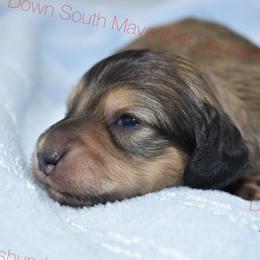 Shaded cream boy - Cream male Dachshund puppy in Seminary, Mississippi from Down South Mavericks Dachshunds