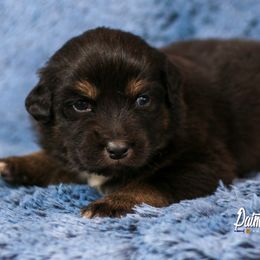 Australian Shepherd, Miniature American Shepherd, and Miniature Australian Shepherd Puppies from Painted Blue Aussies