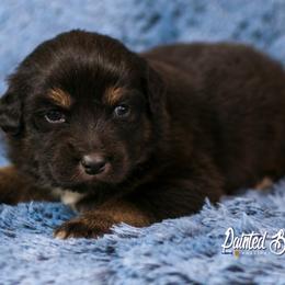 Australian Shepherd, Miniature American Shepherd, and Miniature Australian Shepherd Puppies from Painted Blue Aussies