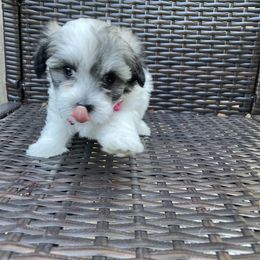 Havanese Puppies from Happy Havanese NJ