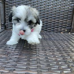 Havanese Puppies from Happy Havanese NJ
