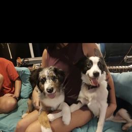 Miniature Australian Shepherd Puppies from Holloway Farms