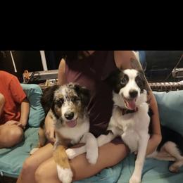 Miniature Australian Shepherd Puppies from Holloway Farms