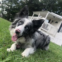 Jill - Border Collie