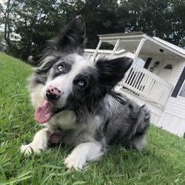 Jill - Border Collie