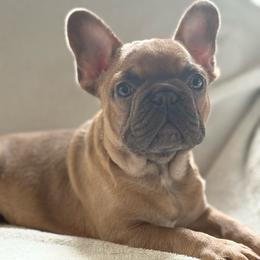 AMAZING ARCHIE - Fawn male French Bulldog puppy in Mountain View, Missouri from MO Frenchie Kisses