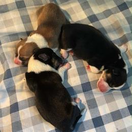 Female 1 - Sable female Pembroke Welsh Corgi puppy in Cooper, Texas from S7 Corgis and Chaos