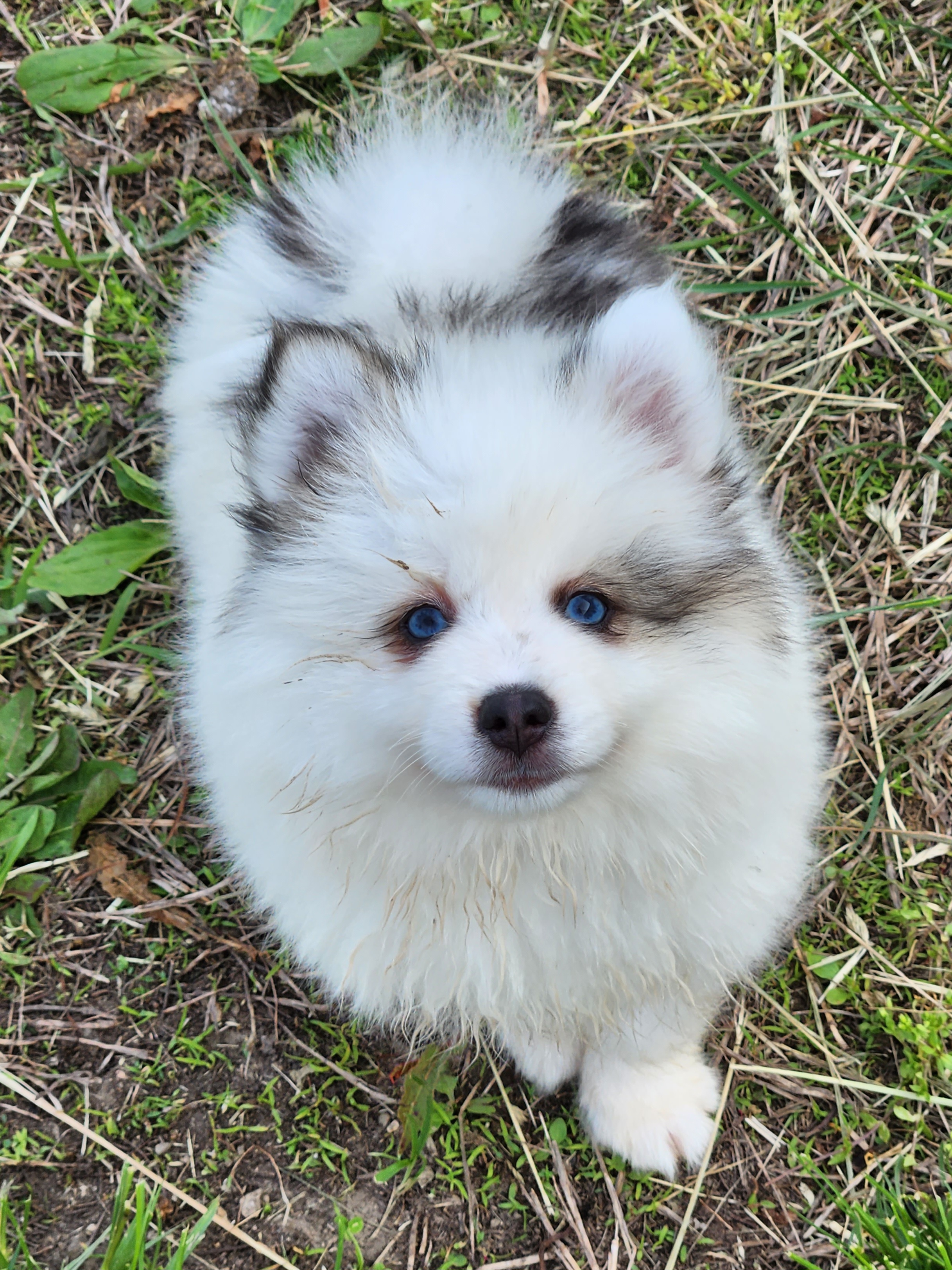 Bernedoodle, Cavapoo, and Pomsky Puppies from Hatz Off Puppies