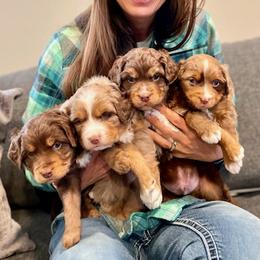 Assorted Doodle Crosses puppies from Dry Canyon Pups