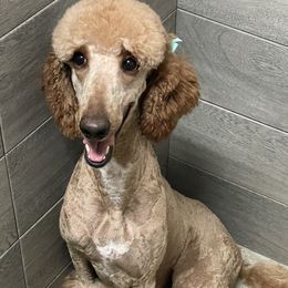 Harley - Poodle