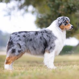 Australian Shepherds from Blossom Hill Aussies
