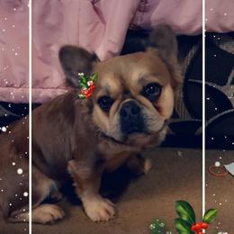 Elsa - French Bulldog