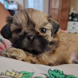 Raj - Black and tan male Shih Tzu puppy in Corona, California from Ju Shih Tzu