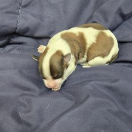 Marseille - Red female Havanese puppy in Silver Spring, Maryland from GoldDust Havanse