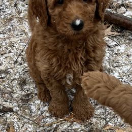 Goldendoodle Puppies from The Bruce Farm