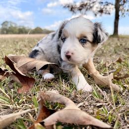 Miniature Australian Shepherds from Big D’s Aussie