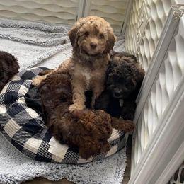 Aussiedoodle and Poodle Puppies from K&K doodles