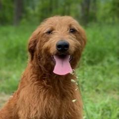 Cora - Labradoodle