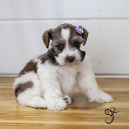 Snickers - Liver female Miniature Schnauzer puppy in Diamond Valley, Utah from JoJo's Schnauzers