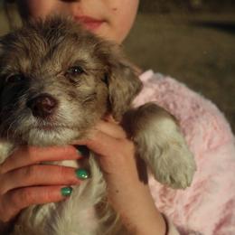 Daisy - Red merle female Aussiedoodle puppy in Four Oaks, North Carolina from RoseWest Farms