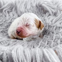 Hoodie - Parti male Goldendoodle puppy in Jamestown, Kentucky from Milk & Honey Doodles