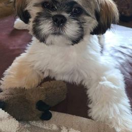 Shih Tzu Puppies from Grandma Ts Precious Puppies