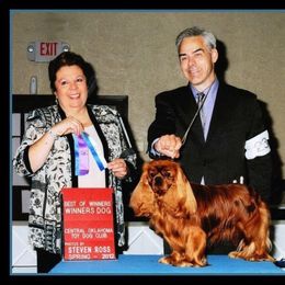 Cavalier King Charles Spaniel Puppies from Castlemar Cavaliers