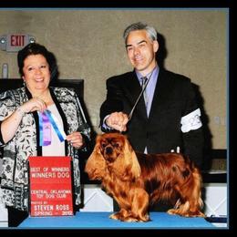 Cavalier King Charles Spaniel Puppies from Castlemar Cavaliers