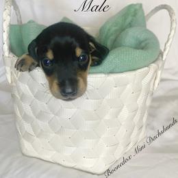 Dachshund Puppies from Marissa's Dachshunds (BooneDox Mini Dachshunds)
