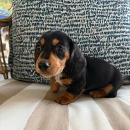 Caleb - Black and tan male Dachshund puppy in Lakeland, Florida from Cynthia’s Royal Dachshunds