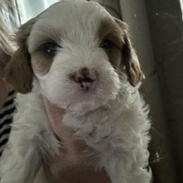 Tramp (brown collar) - Blenheim male Cavapoo puppy in Modesto, California from Molly n Friends