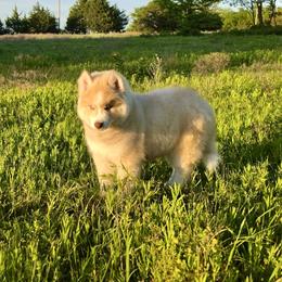 Pomsky and Siberian Husky Puppies from A-Dream Pomsky Kennel