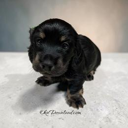 Tripp - Black and cream male Dachshund puppy in Oklahoma City, Oklahoma from OkieDoxieland Dachshunds