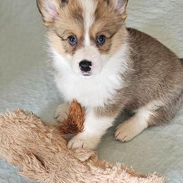 Max - Red male Pembroke Welsh Corgi puppy in Walnut, Iowa from Michelle's House of Corgi's
